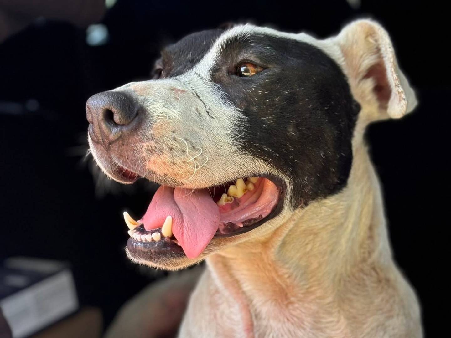 Adotta il cane SPYKE a Firenze