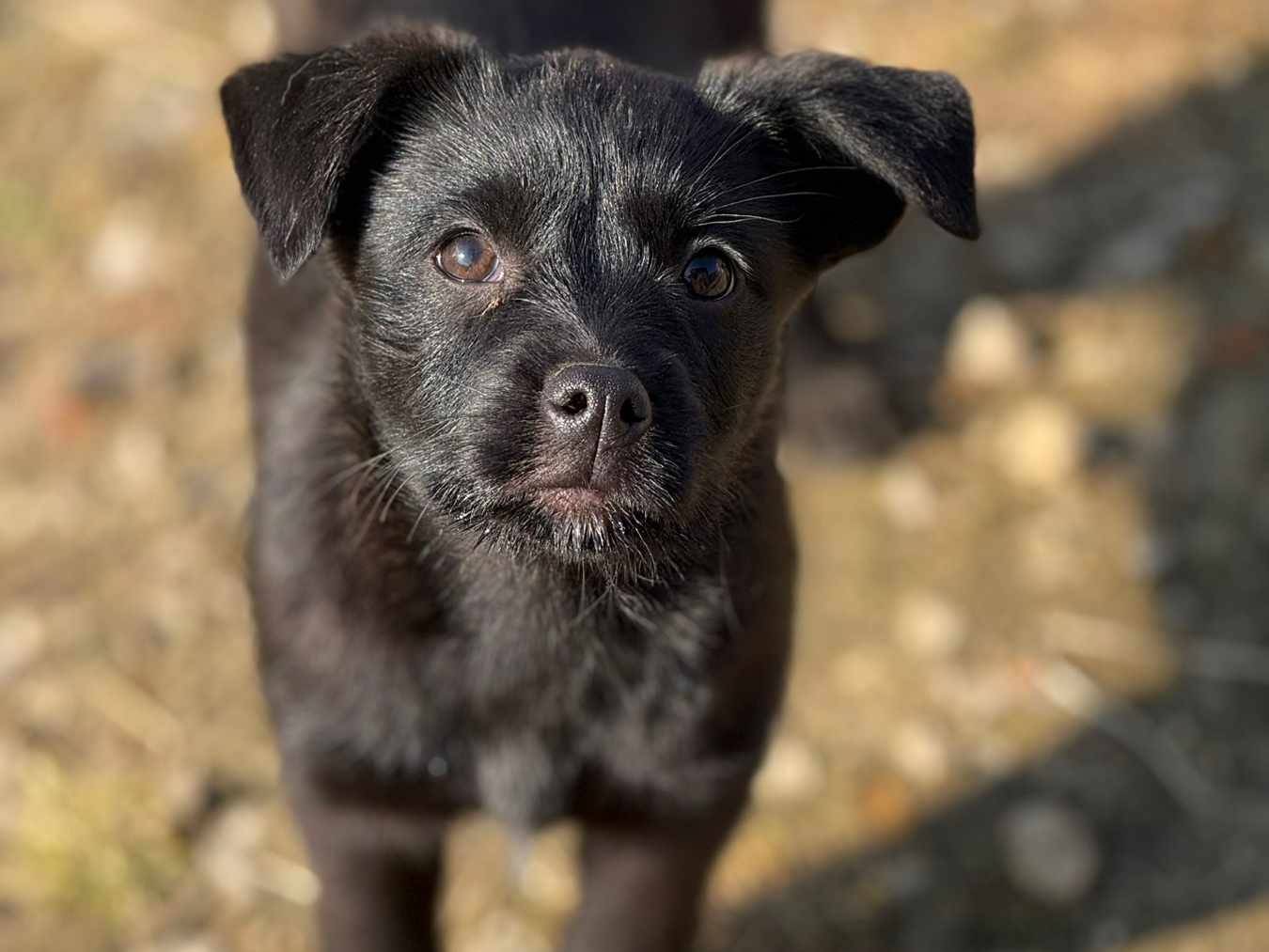 Adozione cane, femmina, Razza sconosciuta Razza sconosciuta, 2 mesi, taglia media contenuta, Firenze
