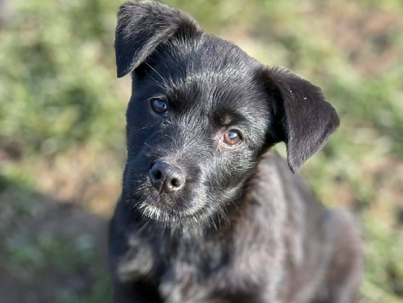 Adotta un cane, femmina, 2 mesi, Firenze