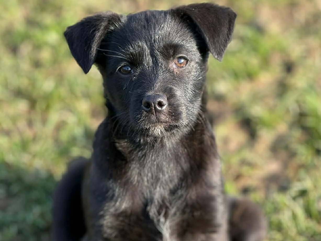 Adotta un cane, taglia media contenuta, femmina, Firenze