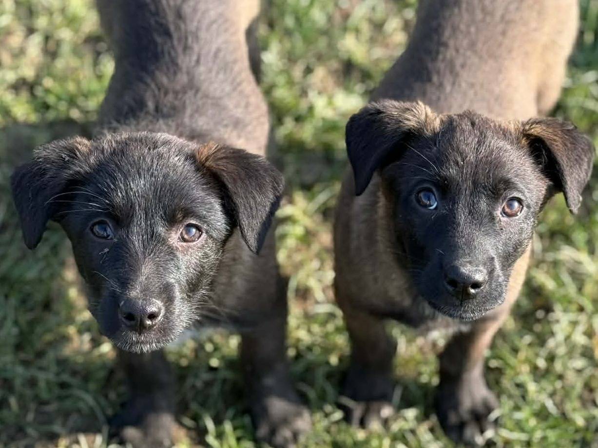 Adozione cane, maschio, Razza sconosciuta Razza sconosciuta, 2 mesi, taglia media contenuta, Firenze