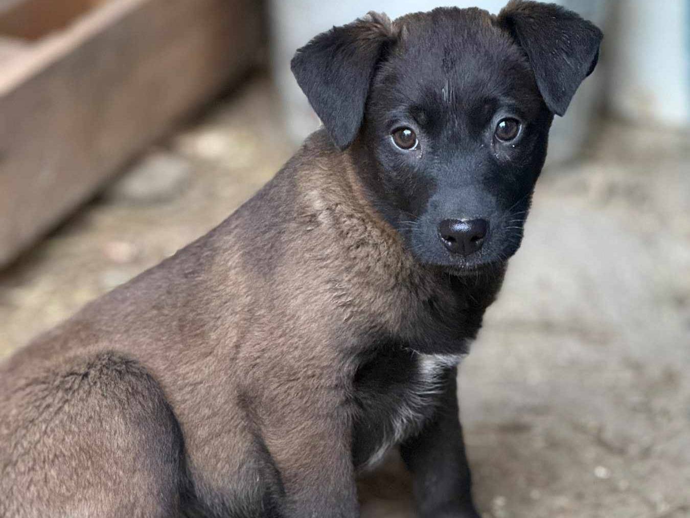 Adotta un cane, maschio, 2 mesi, Firenze