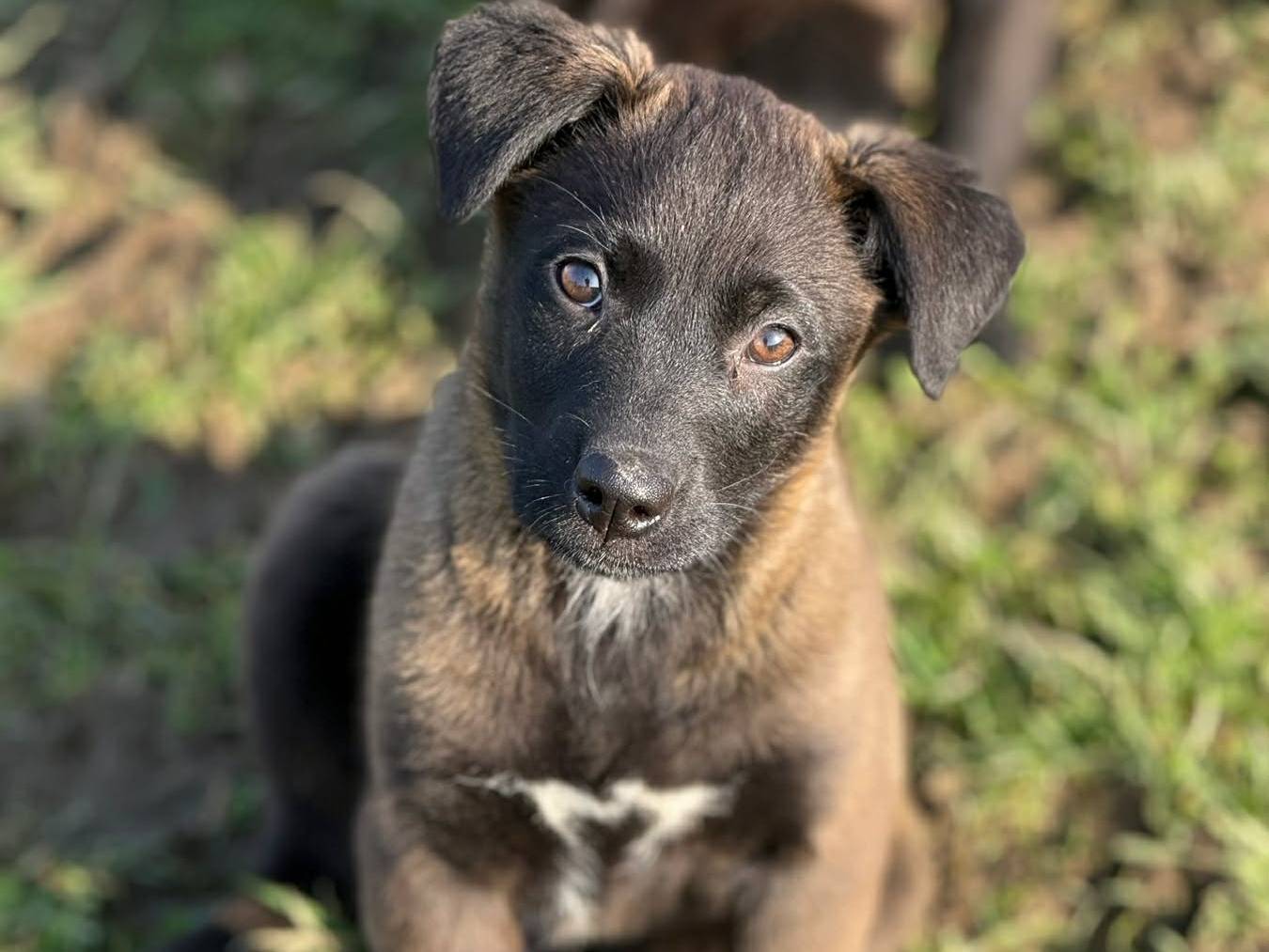 Adotta un cane, taglia media contenuta, maschio, Firenze
