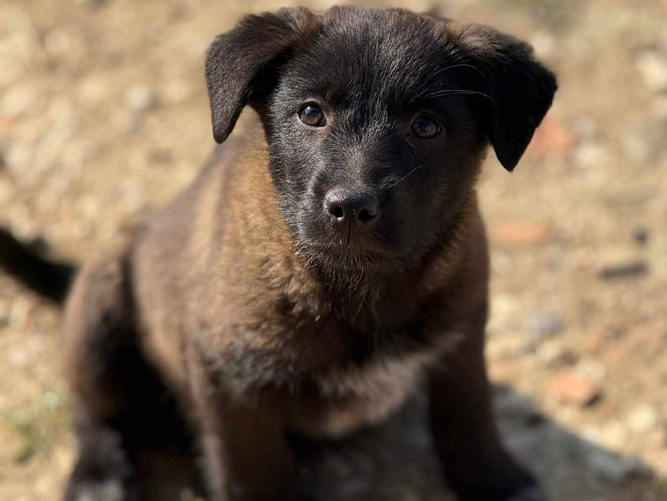 Adotta il cane STEEL e SILVER a Firenze