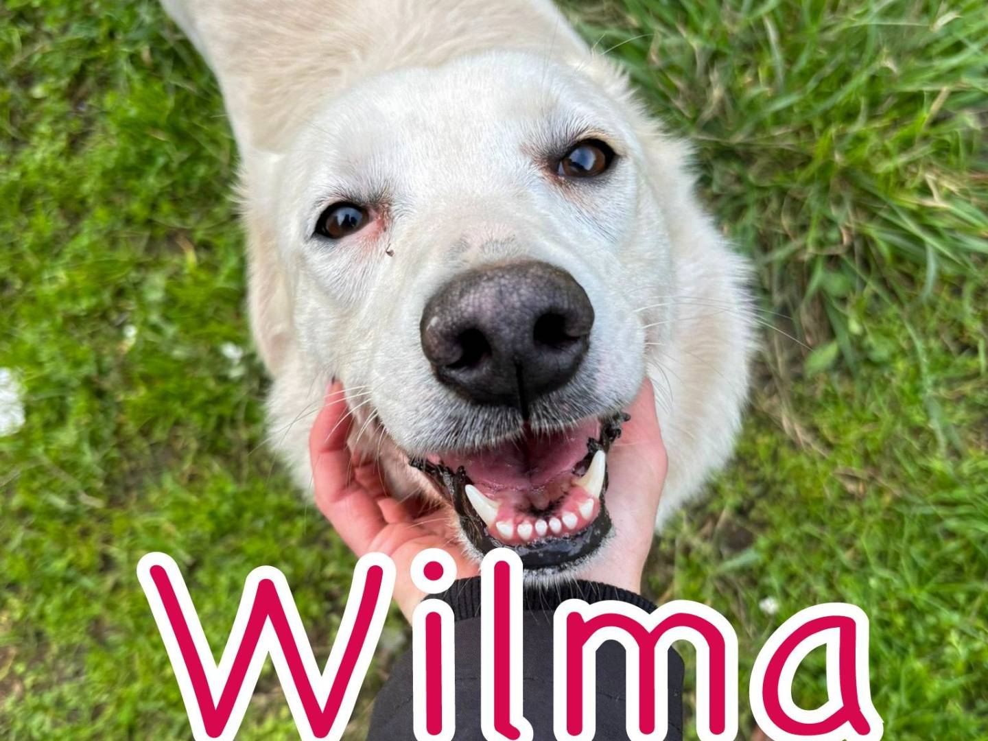 Adozione cane, femmina, Razza sconosciuta Razza sconosciuta, 2 anni e 2 mesi, taglia media, Crotone