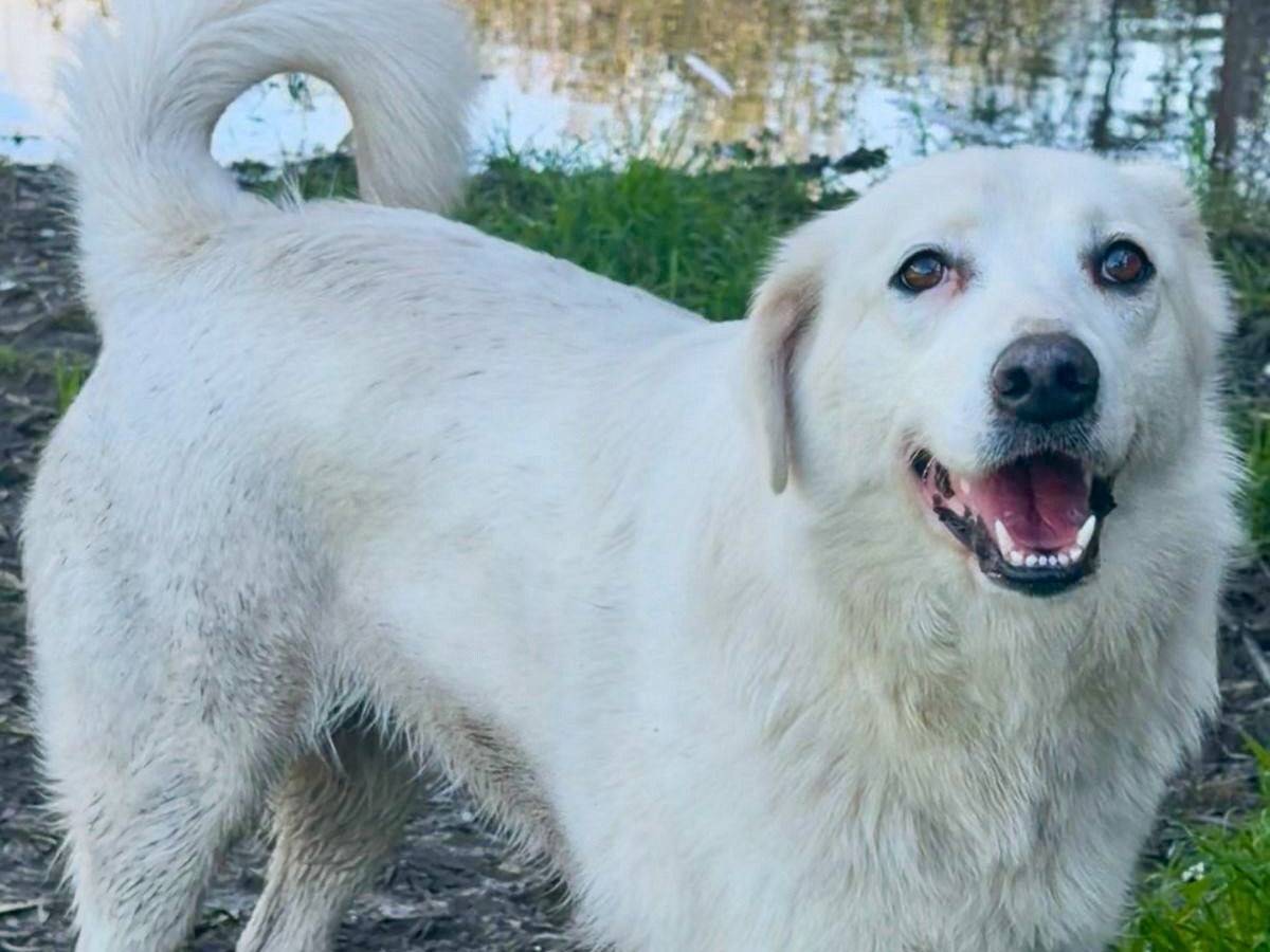Adotta un cane, femmina, 2 anni e 2 mesi, Crotone
