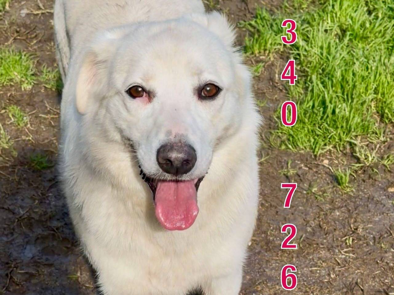 Adotta un cane, taglia media, femmina, Crotone