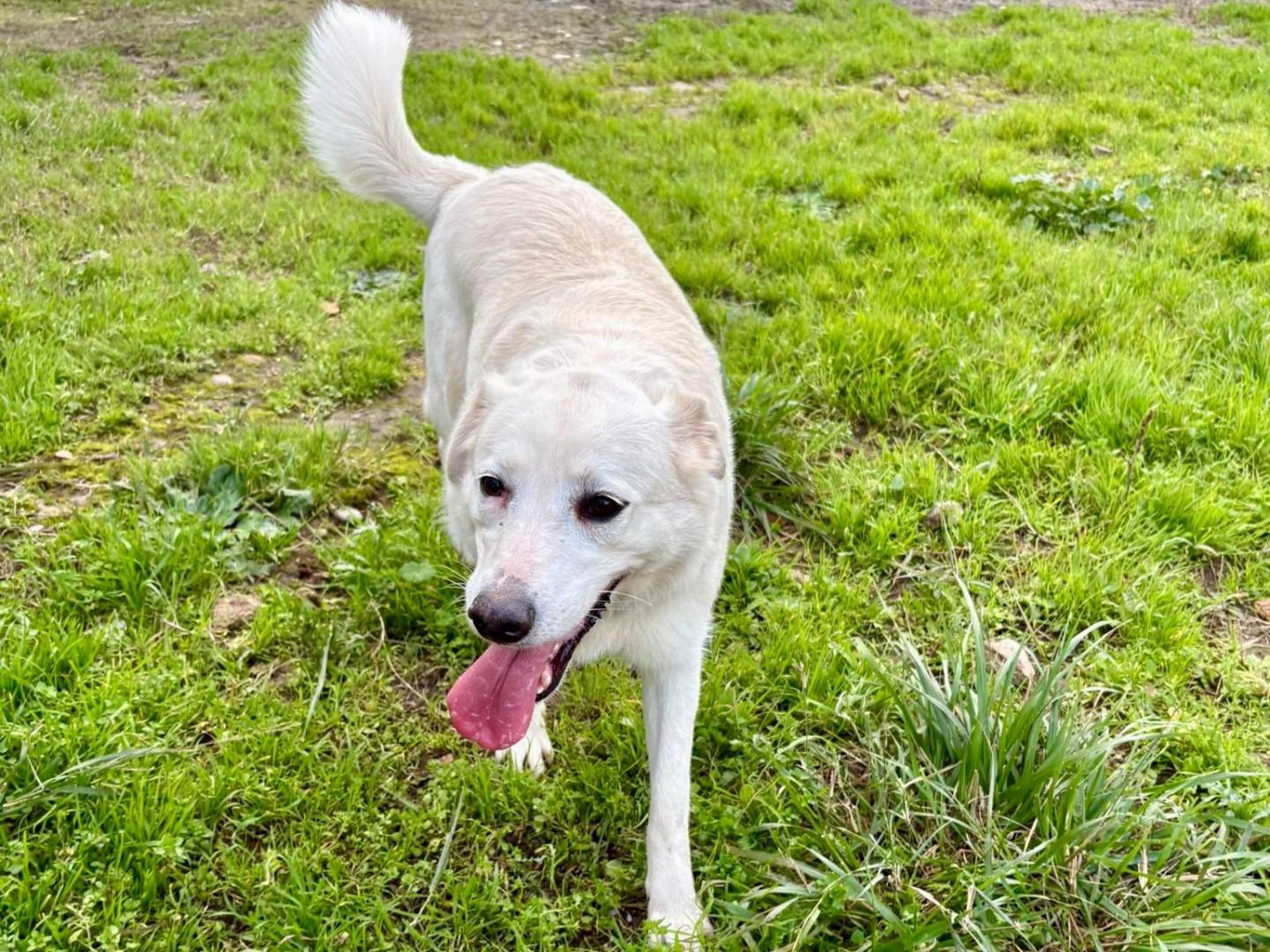 Vuoi adottare un cane a Crotone?