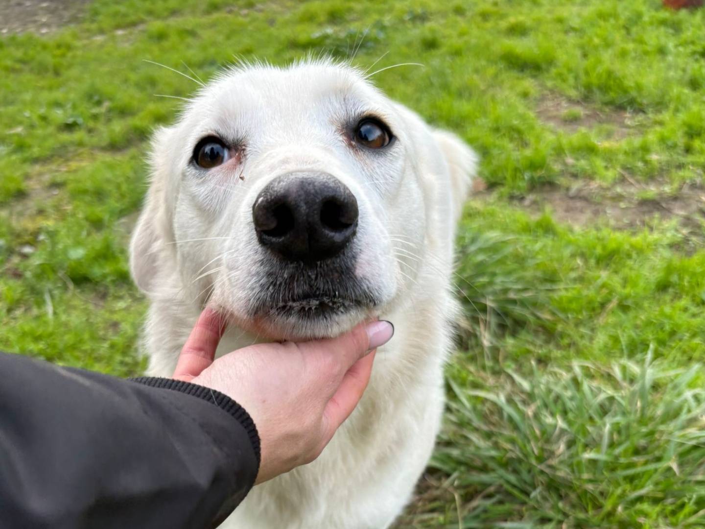 Adotta il cane Wilma a Crotone