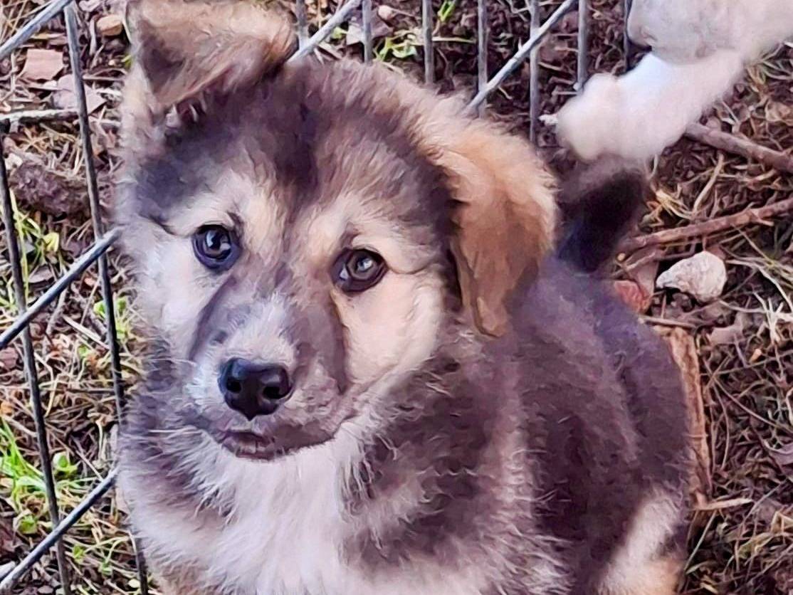 Adozione cane, femmina, Razza sconosciuta Razza sconosciuta, 3 mesi, taglia media, Crotone