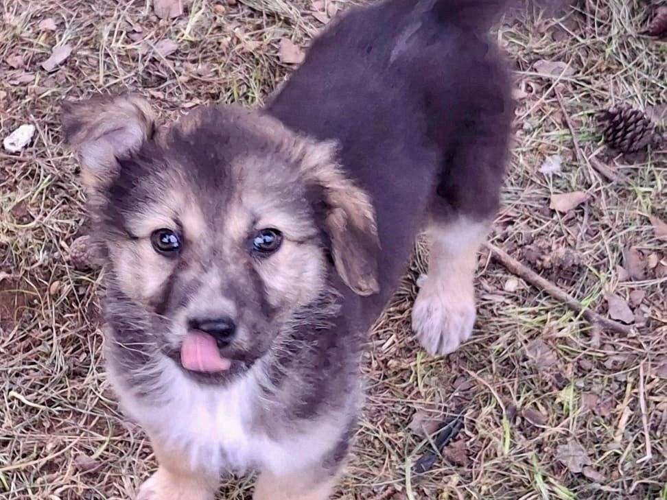 Adotta un cane, femmina, 3 mesi, Crotone