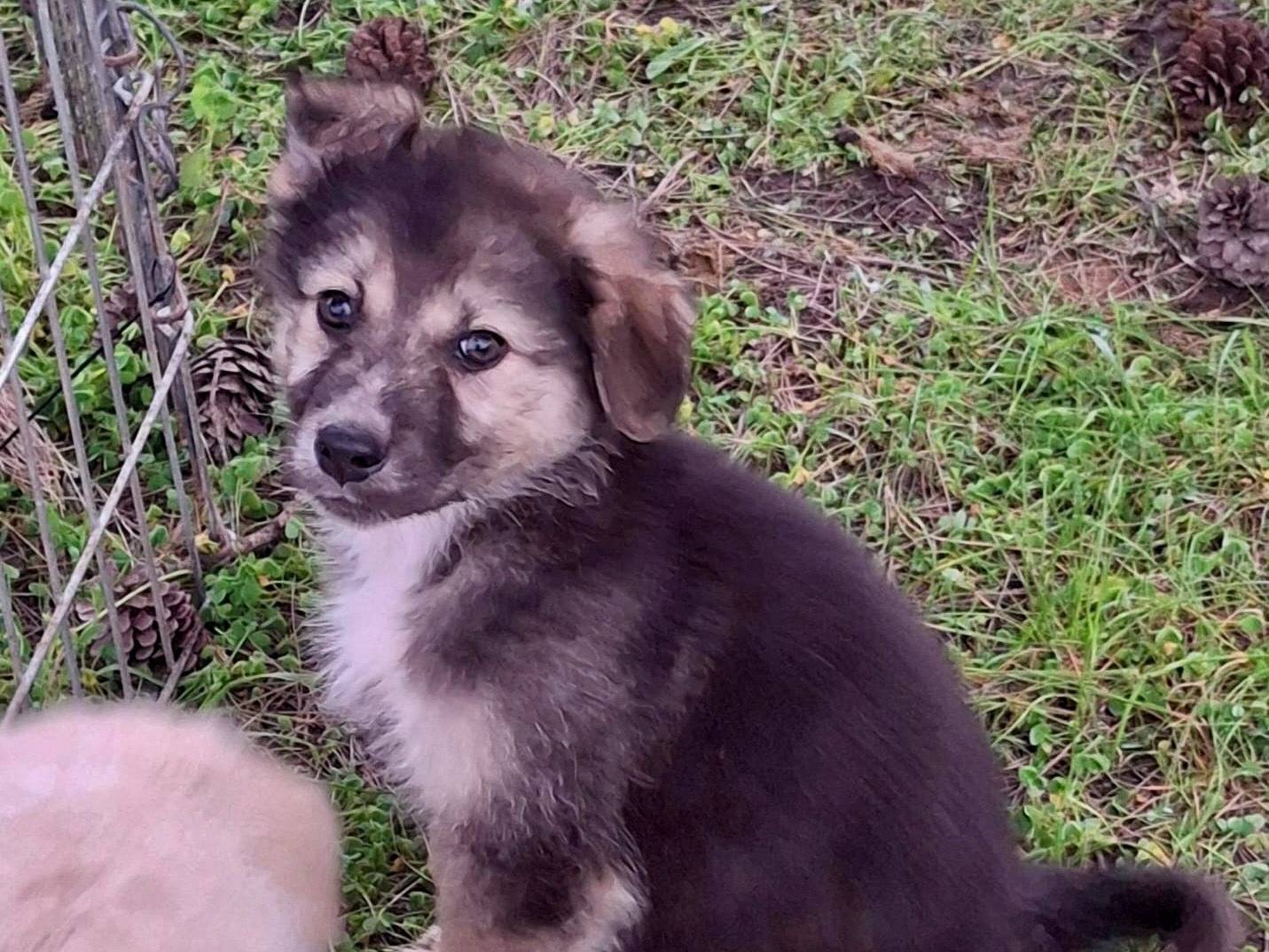 Vuoi adottare un cane a Crotone?