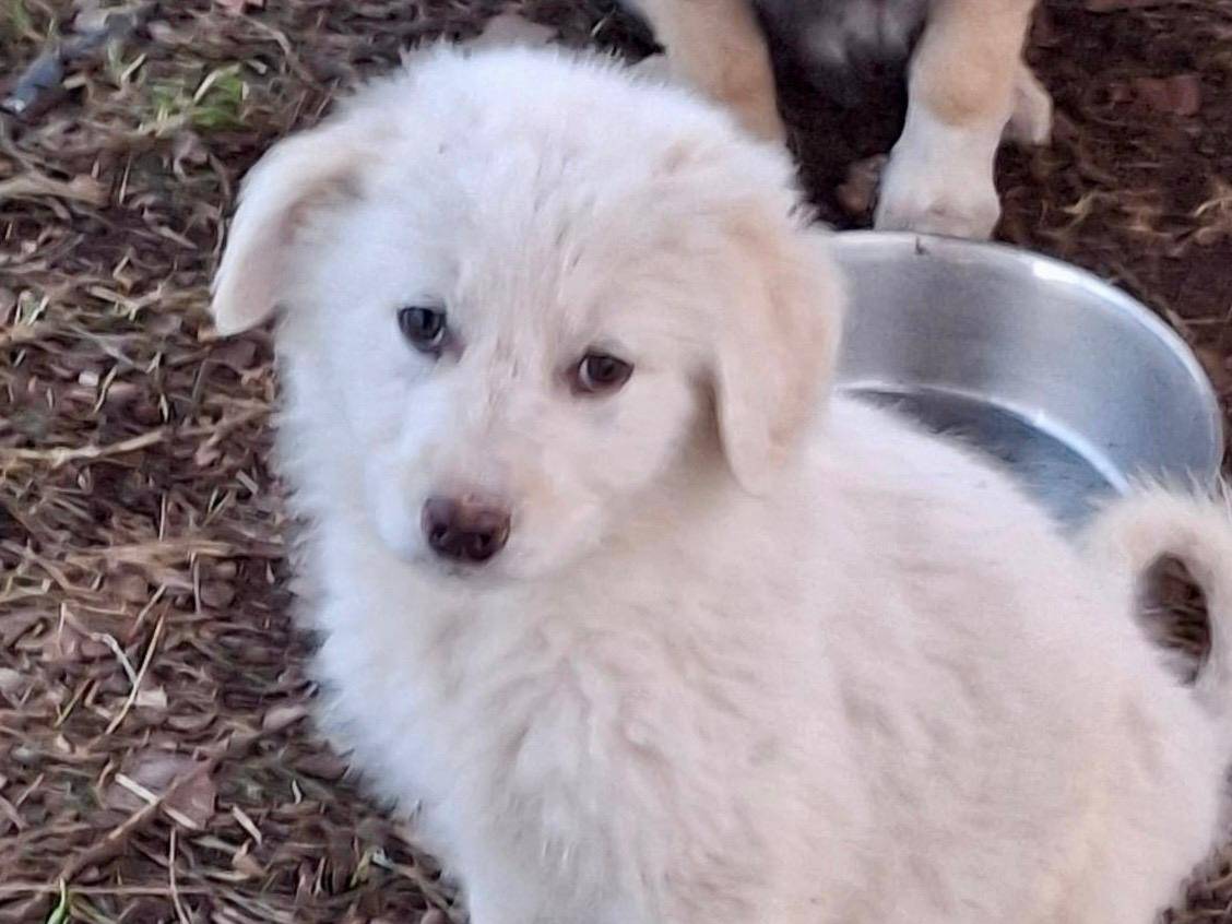 Adozione cane, maschio, Razza sconosciuta Razza sconosciuta, 3 mesi, taglia media, Crotone