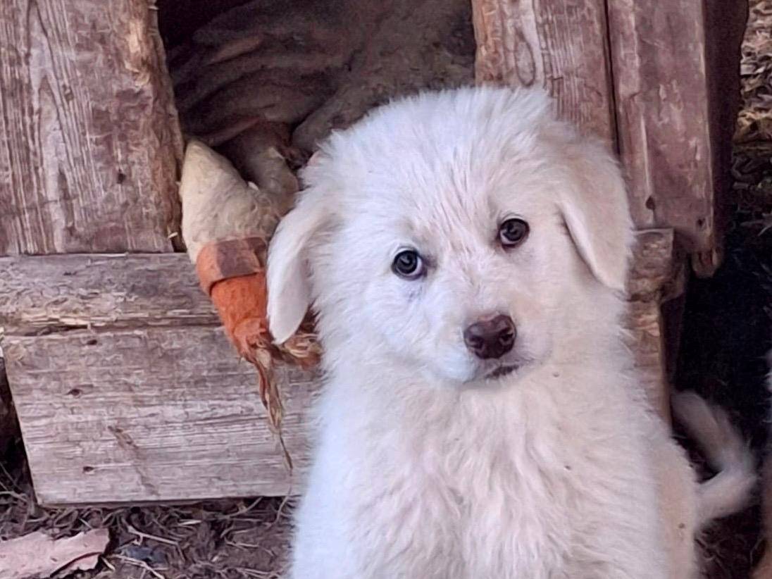 Adotta un cane, taglia media, maschio, Crotone