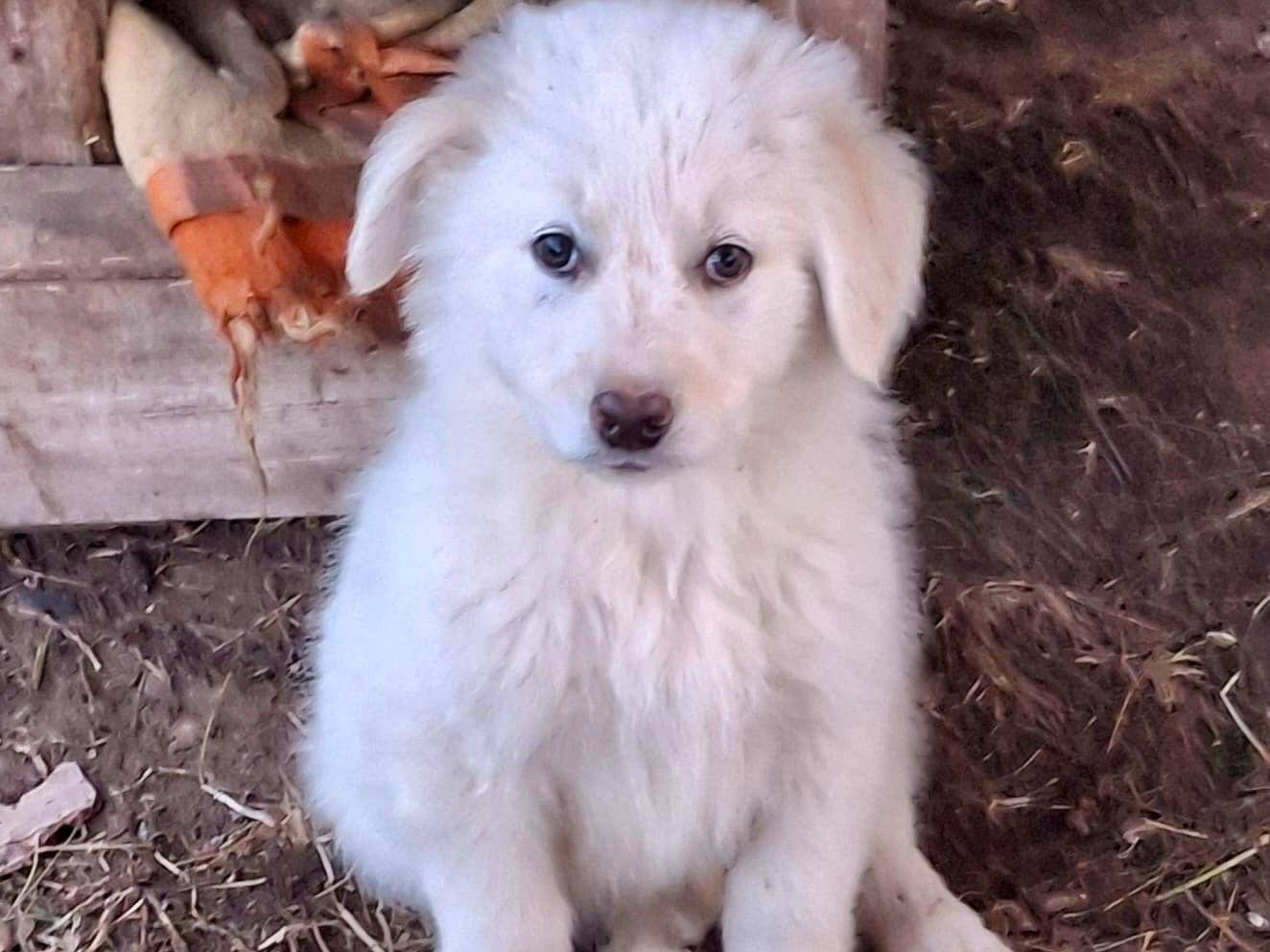 Vuoi adottare un cane a Crotone?