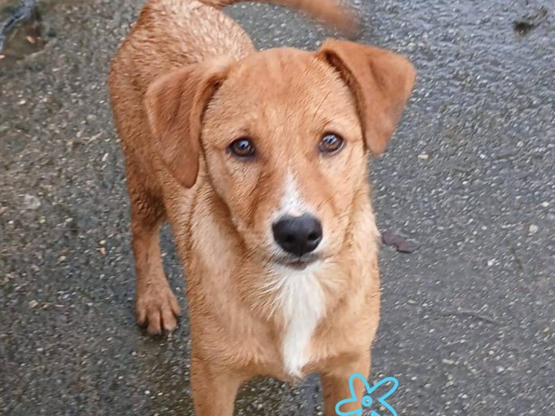 Adozione cane, maschio, Razza sconosciuta Razza sconosciuta, 3 mesi, taglia media, Crotone