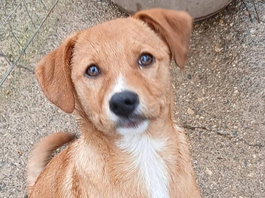 Adotta un cane, maschio, 3 mesi, Crotone