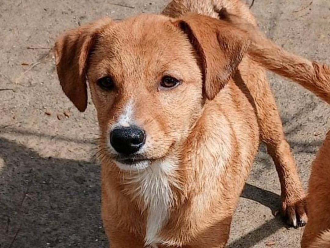 Adotta un cane, taglia media, maschio, Crotone