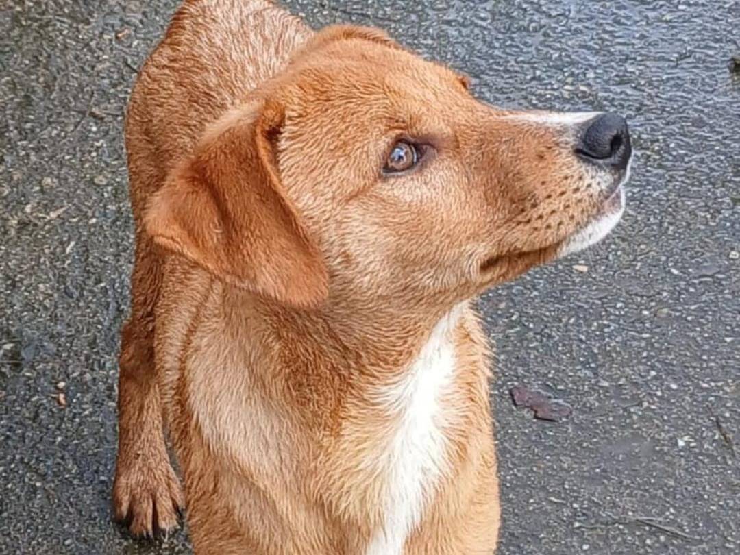 Vuoi adottare un cane a Crotone?