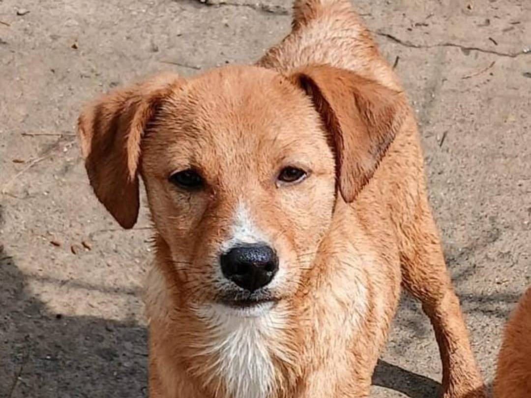 Adotta il cane Back a Crotone