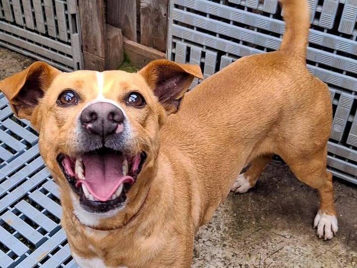 Adozione cane, maschio, Razza sconosciuta Razza sconosciuta, 2 anni e 2 mesi, taglia media, Crotone