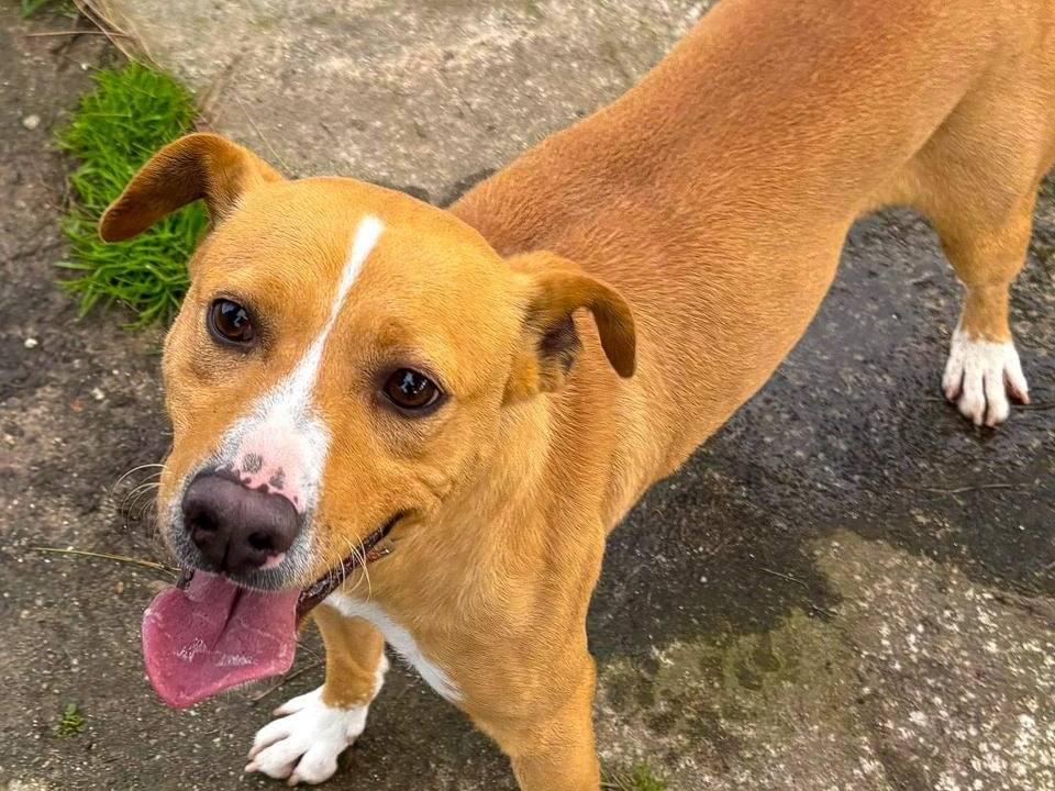 Adotta un cane, maschio, 2 anni e 2 mesi, Crotone