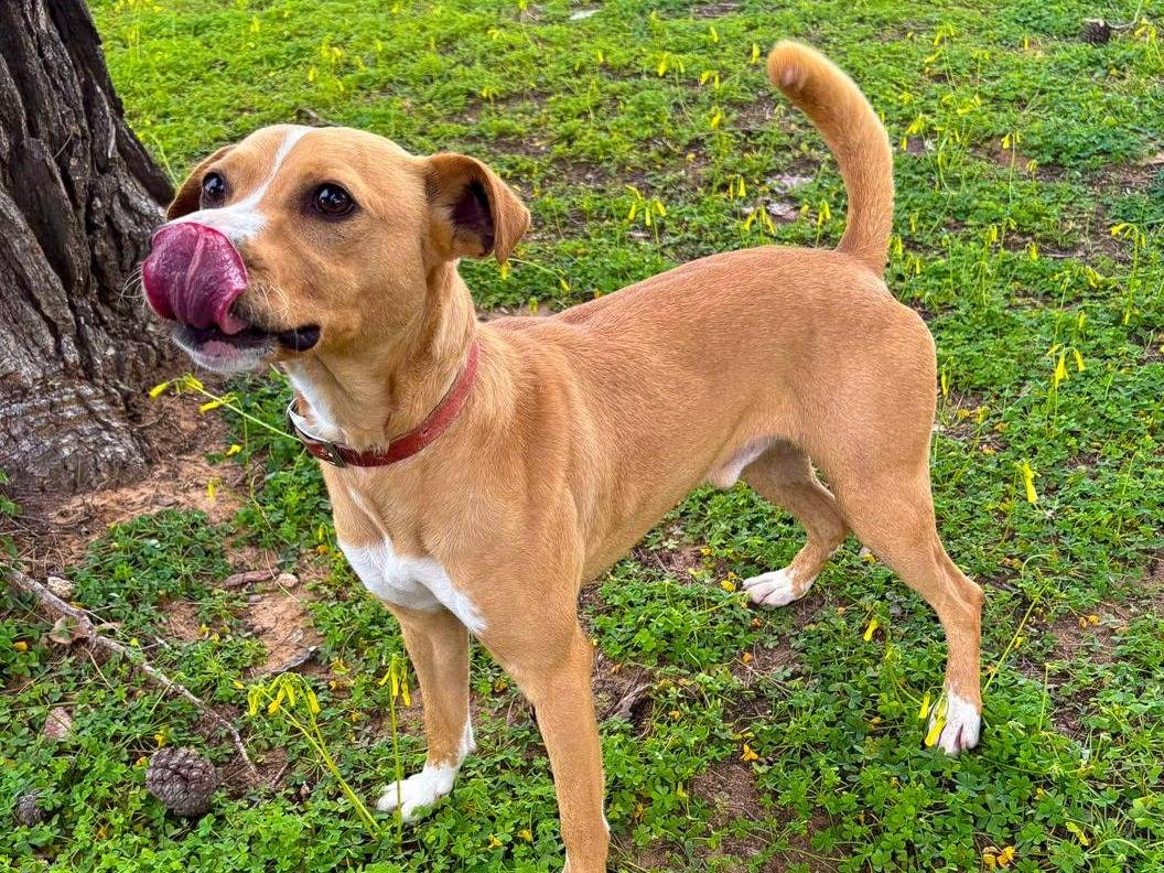 Adotta un cane, taglia media, maschio, Crotone