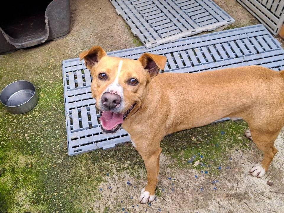 Vuoi adottare un cane a Crotone?