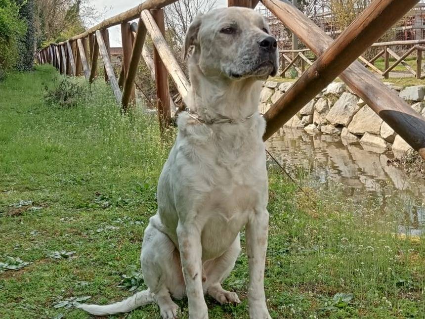 Adozione cane, maschio, Labrador Retriever Razza sconosciuta, 3 anni, taglia grande, Pavia