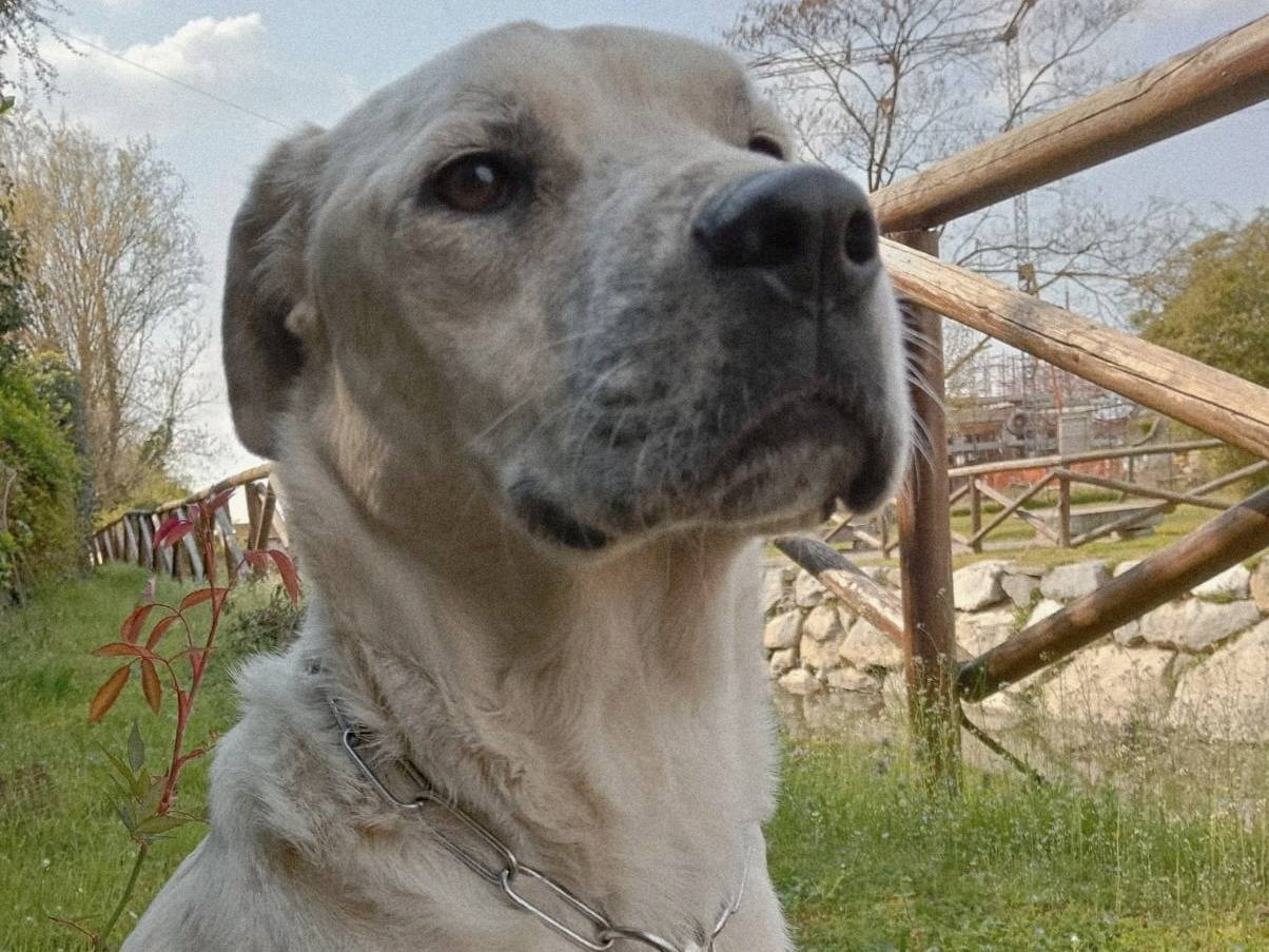 Adotta un cane, maschio, 3 anni, Pavia