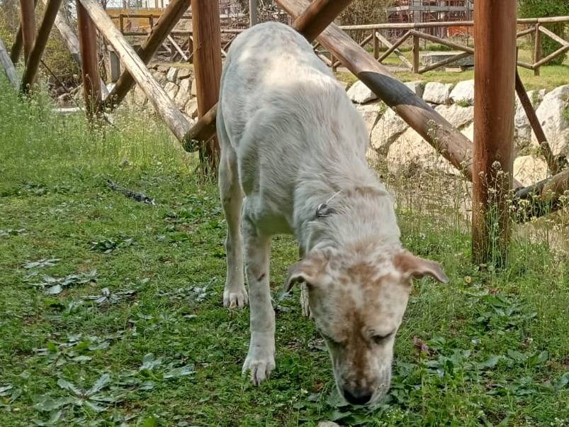 Adotta un cane, taglia grande, maschio, Pavia