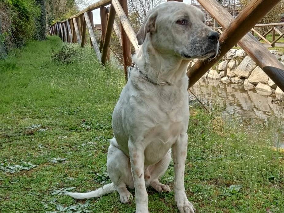 Vuoi adottare un cane a Pavia?