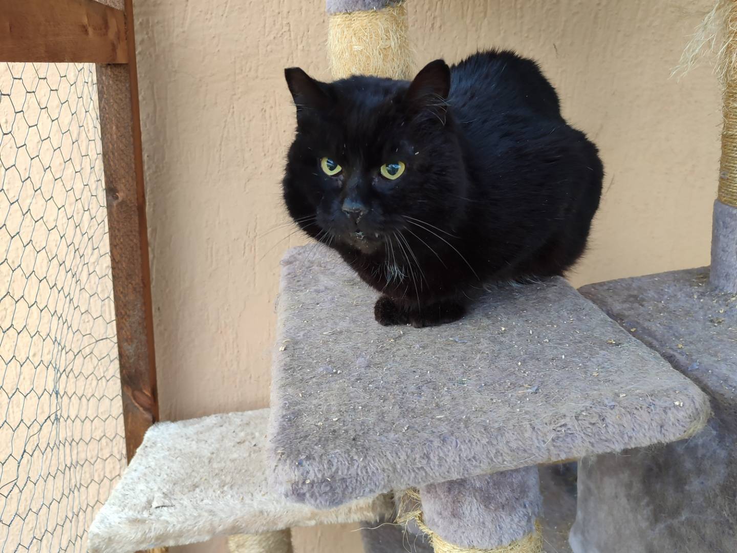 Adozione gatto, maschio, Razza sconosciuta Razza sconosciuta, 10 anni e 2 mesi, taglia non valida, Roma