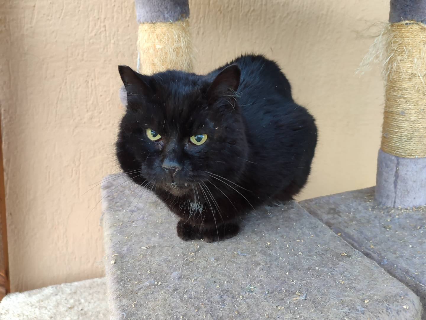 Adotta un gatto, taglia non valida, maschio, Roma