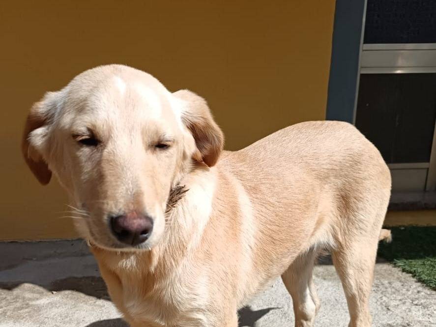 Adozione cane, femmina, Razza sconosciuta Razza sconosciuta, 5 mesi, taglia media, Catanzaro