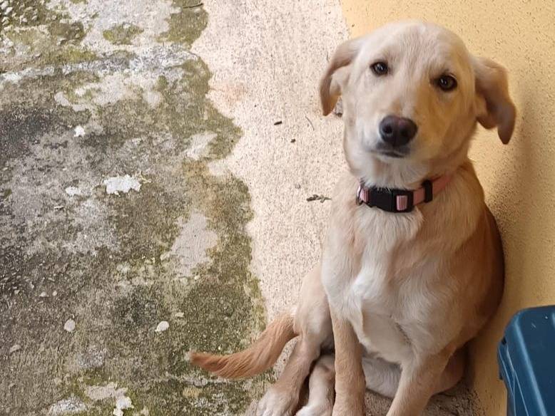 Adotta un cane, femmina, 5 mesi, Catanzaro