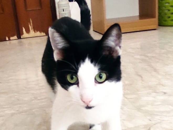 Adotta un gatto, taglia non valida, maschio, Barletta