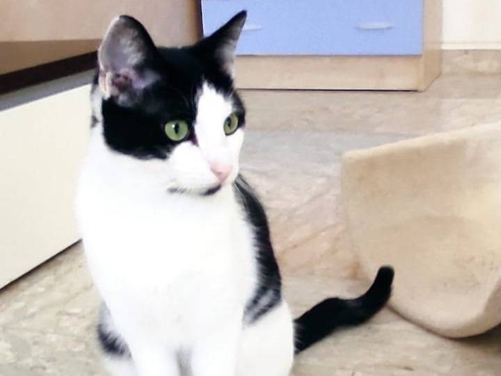 Adotta il gatto ZorroFrancesco a Barletta