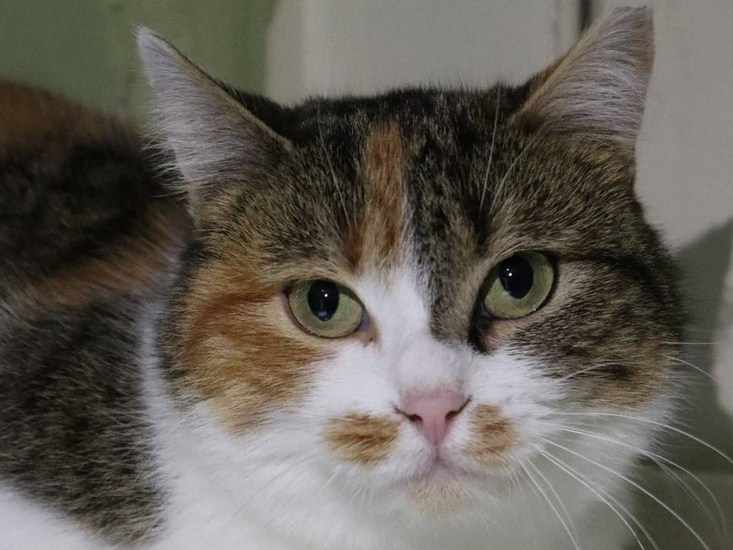 Adozione gatto, femmina, Razza sconosciuta Razza sconosciuta, 2 anni e 2 mesi, taglia non valida, Barletta