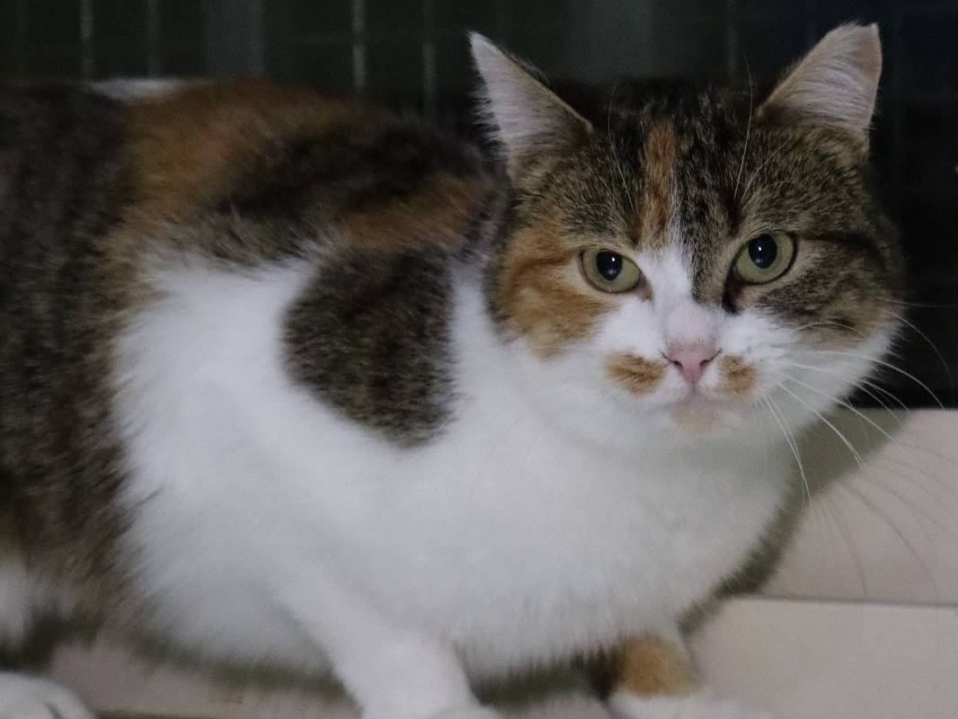 Adotta un gatto, femmina, 2 anni e 2 mesi, Barletta