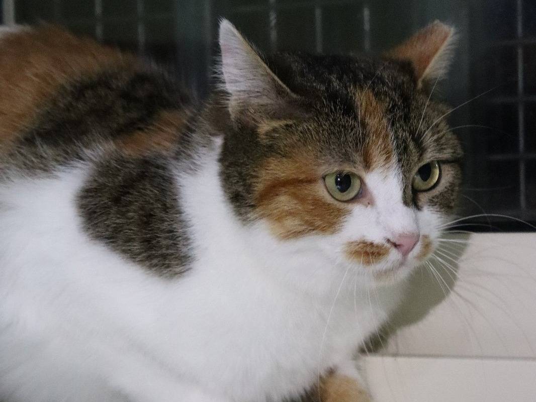 Adotta un gatto, taglia non valida, femmina, Barletta