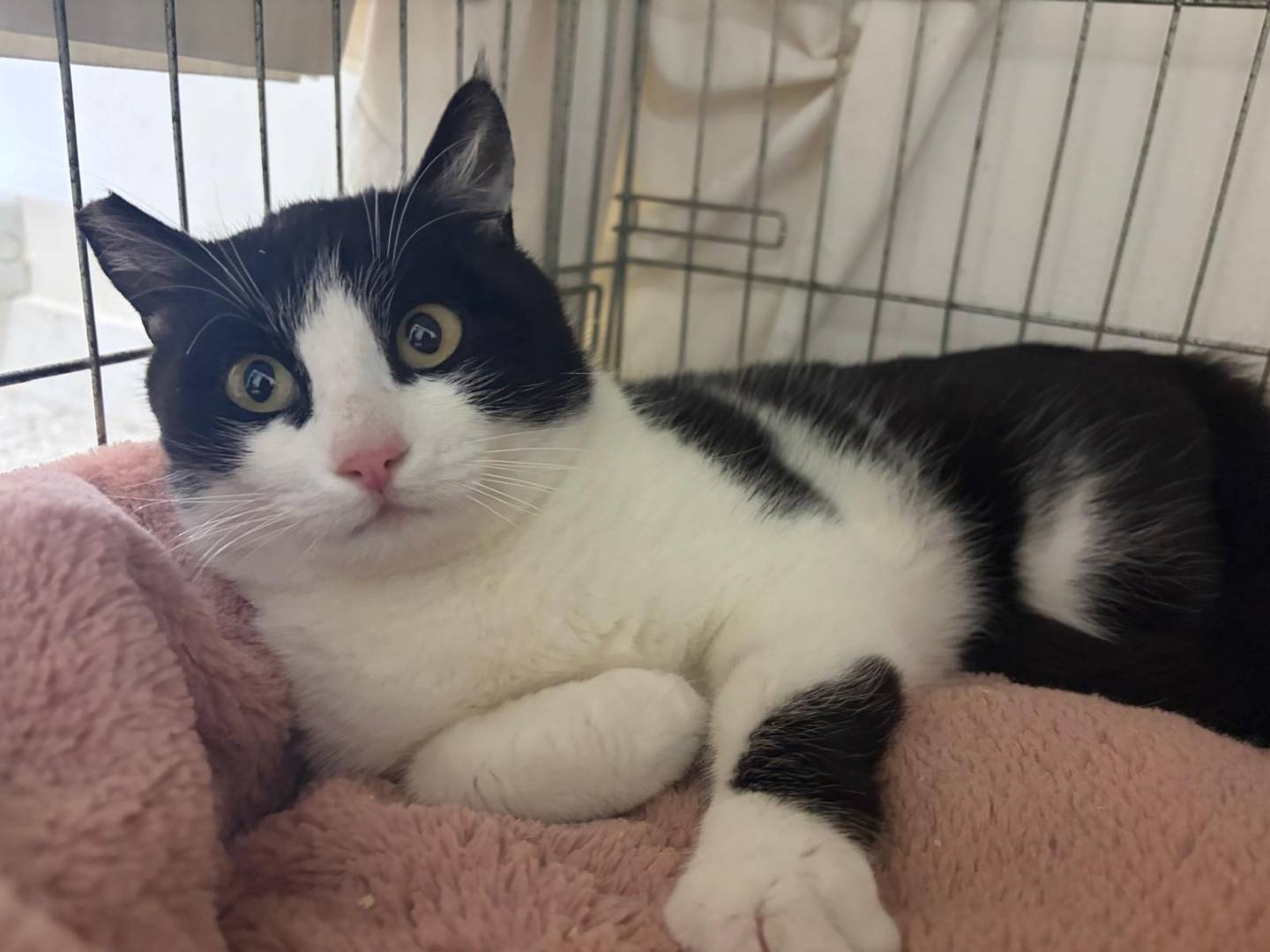 Adozione gatto, femmina, Razza sconosciuta Razza sconosciuta, 2 anni e 2 mesi, taglia non valida, Barletta