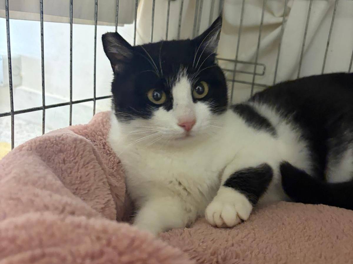 Adotta un gatto, femmina, 2 anni e 2 mesi, Barletta