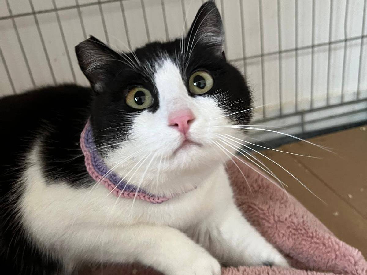 Adotta un gatto, taglia non valida, femmina, Barletta