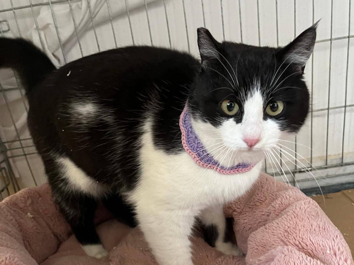 Adotta il gatto Sissi a Barletta