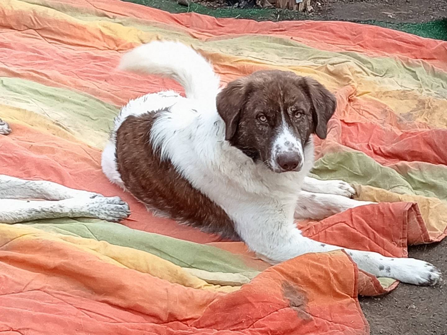 Vuoi adottare un cane a Potenza?
