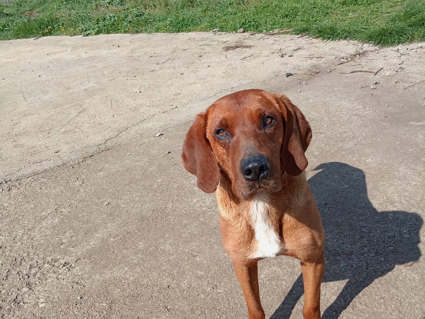 Adozione cane, maschio, Segugio Razza sconosciuta, 3 anni e 8 mesi, taglia piccola, Potenza