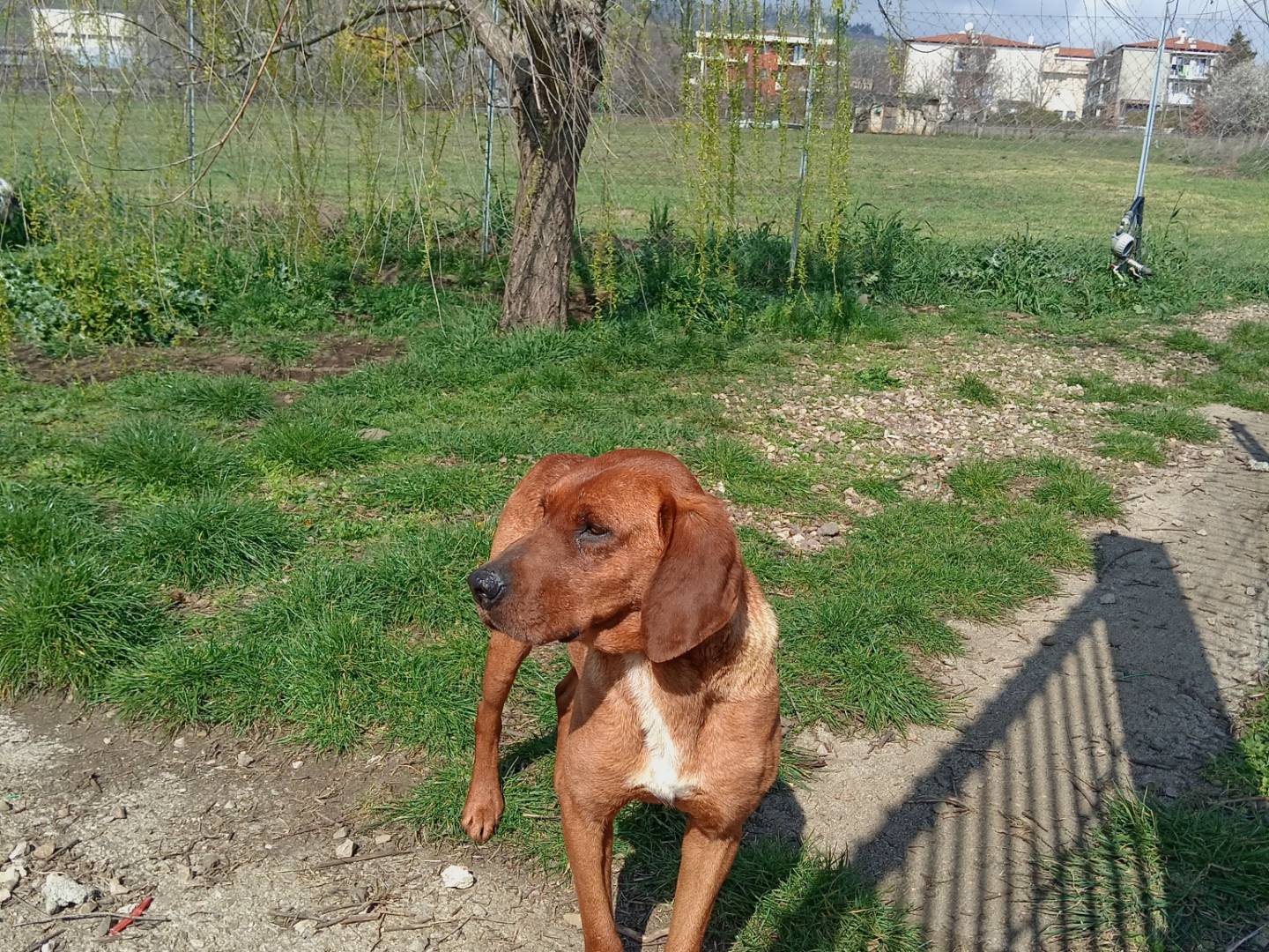 Adotta un cane, maschio, 3 anni e 8 mesi, Potenza