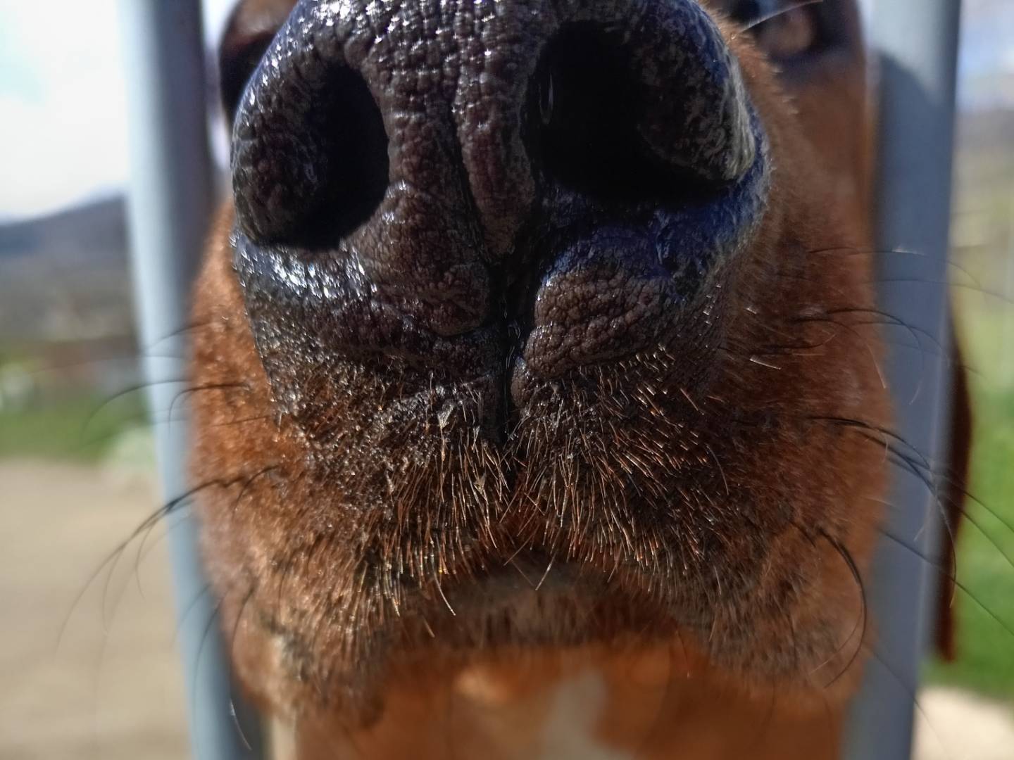Adotta un cane, taglia piccola, maschio, Potenza