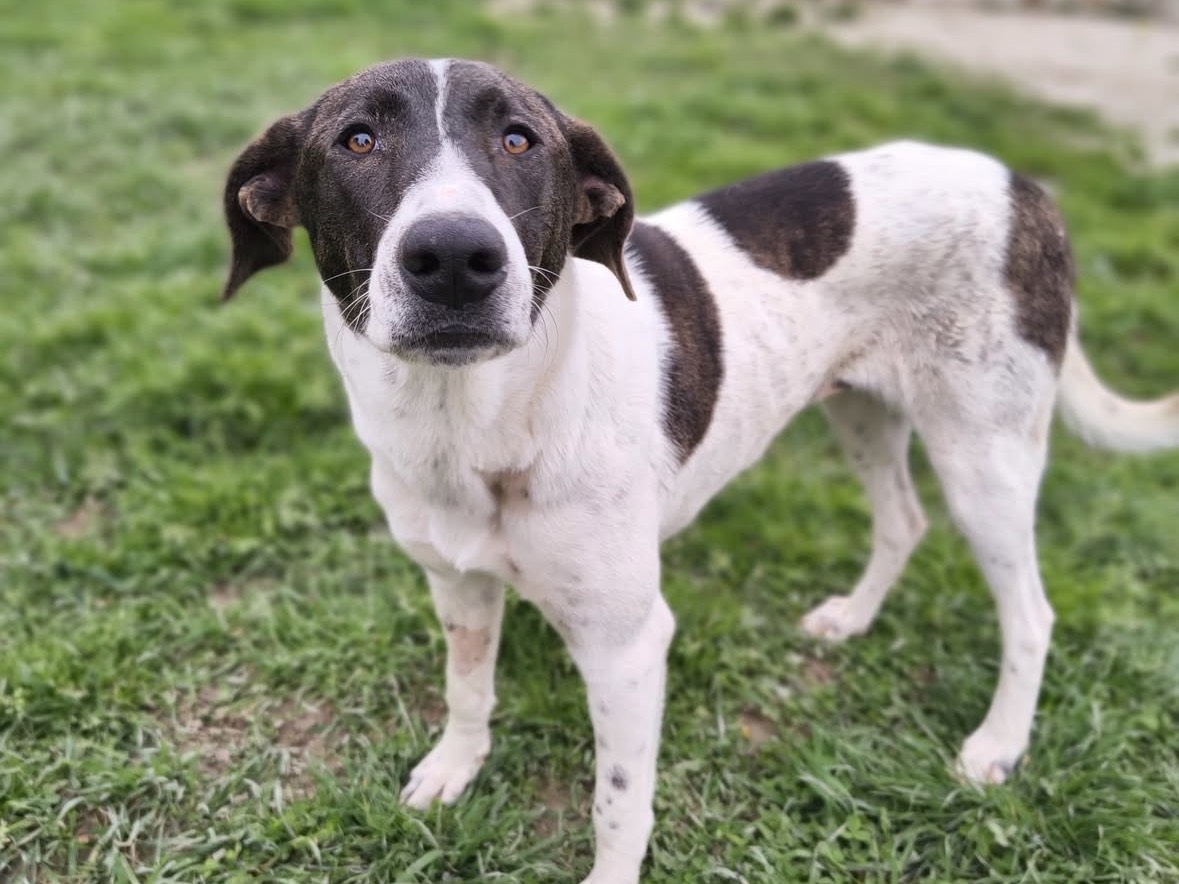 Vuoi adottare un cane a Treviso?